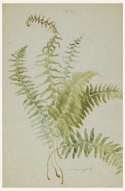 Drawing, Studies of Ferns by Sophia L. Crownfield